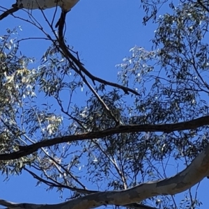 Eucalyptus sp. at Aranda, ACT - 18 Oct 2019