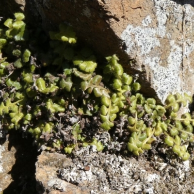 Asplenium subglandulosum (Blanket Fern) at Theodore, ACT - 18 Oct 2019 by owenh