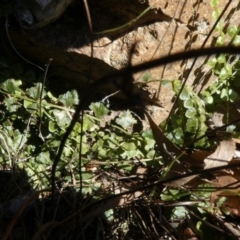 Asplenium flabellifolium (Necklace Fern) at Tuggeranong Hill - 17 Oct 2019 by Owen