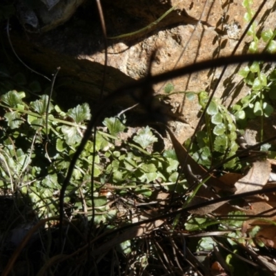 Asplenium flabellifolium (Necklace Fern) at Theodore, ACT - 18 Oct 2019 by owenh