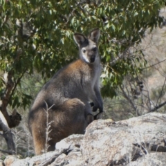 Notamacropus rufogriseus (Red-necked Wallaby) at Theodore, ACT - 18 Oct 2019 by owenh