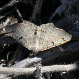 Dissomorphia australiaria at Theodore, ACT - 18 Oct 2019