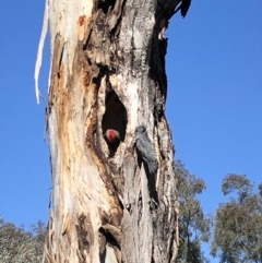 Callocephalon fimbriatum (Gang-gang Cockatoo) at Garran, ACT - 18 Oct 2019 by ruthkerruish