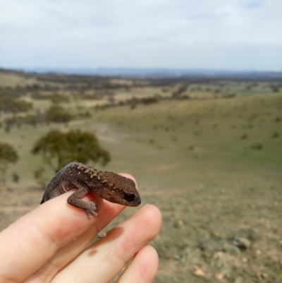 Diplodactylus vittatus (Eastern Stone Gecko) at Sutton, NSW - 14 Oct 2019 by samreid007