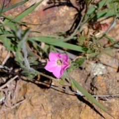 Convolvulus angustissimus subsp. angustissimus (Australian Bindweed) at Dunlop, ACT - 18 Oct 2019 by Kurt