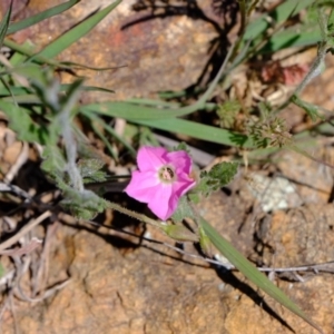 Convolvulus angustissimus subsp. angustissimus at Dunlop, ACT - 18 Oct 2019 02:12 PM