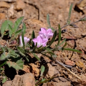 Convolvulus angustissimus subsp. angustissimus at Dunlop, ACT - 18 Oct 2019 02:12 PM