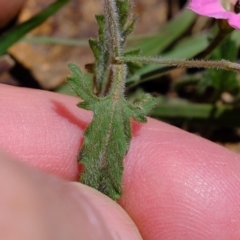 Convolvulus angustissimus subsp. angustissimus at Dunlop, ACT - 18 Oct 2019