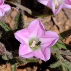 Convolvulus angustissimus subsp. angustissimus at Dunlop, ACT - 18 Oct 2019