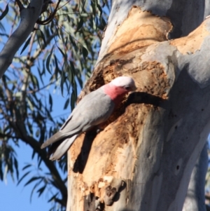 Eolophus roseicapilla at Hughes, ACT - 18 Oct 2019 07:23 PM