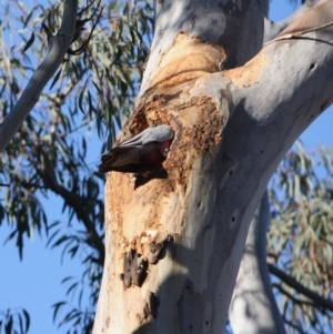 Eolophus roseicapilla at Hughes, ACT - 18 Oct 2019 07:23 PM