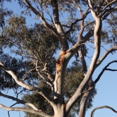 Eolophus roseicapilla at Hughes, ACT - 18 Oct 2019 07:23 PM