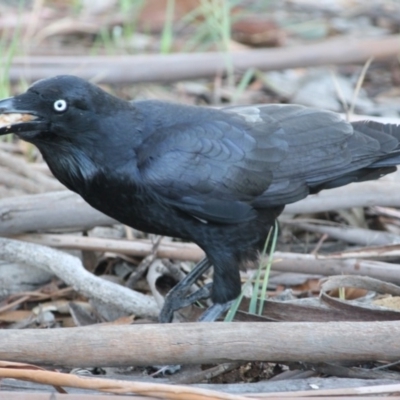 Corvus coronoides (Australian Raven) at Hughes, ACT - 18 Oct 2019 by LisaH