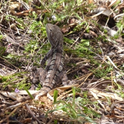 Amphibolurus muricatus (Jacky Lizard) at Black Range, NSW - 18 Oct 2019 by MatthewHiggins