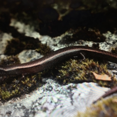 Anepischetosia maccoyi (MacCoy's Skink) at Cotter River, ACT - 18 Oct 2019 by BrianLR