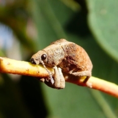 Gonipterus sp. (genus) (Eucalyptus Weevil) at Kambah, ACT - 18 Oct 2019 by HarveyPerkins