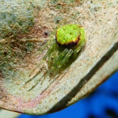 Araneus circulissparsus (species group) (Speckled Orb-weaver) at Kambah, ACT - 18 Oct 2019 by HarveyPerkins