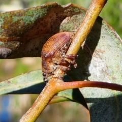 Gonipterus sp. (genus) (Eucalyptus Weevil) at Kambah, ACT - 18 Oct 2019 by HarveyPerkins