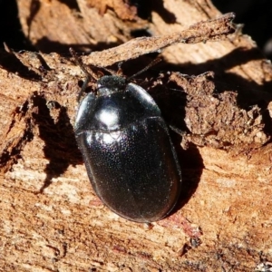 Pterohelaeus striatopunctatus at Kambah, ACT - 18 Oct 2019