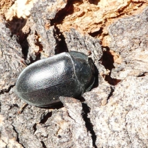 Pterohelaeus striatopunctatus at Kambah, ACT - 18 Oct 2019 04:38 PM