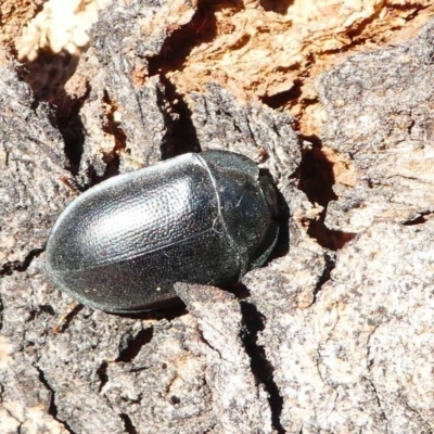 Pterohelaeus striatopunctatus (Darkling beetle) at Kambah, ACT - 18 Oct 2019 by HarveyPerkins