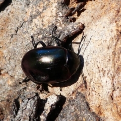 Chalcopteroides spectabilis (Rainbow darkling beetle) at Kambah, ACT - 18 Oct 2019 by HarveyPerkins