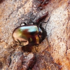 Chalcopteroides spectabilis at Kambah, ACT - 18 Oct 2019