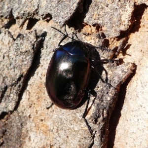 Chalcopteroides spectabilis at Kambah, ACT - 18 Oct 2019