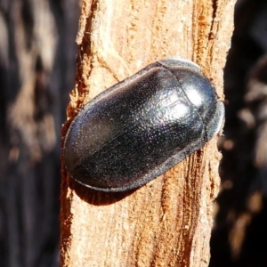 Pterohelaeus striatopunctatus at Kambah, ACT - 18 Oct 2019