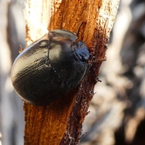 Pterohelaeus striatopunctatus at Kambah, ACT - 18 Oct 2019