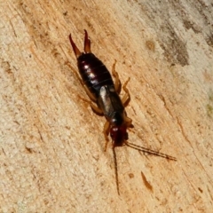 Forficula auricularia (European Earwig) at Kambah, ACT - 18 Oct 2019 by HarveyPerkins