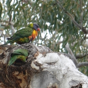 Trichoglossus moluccanus at Hughes, ACT - 16 Oct 2019