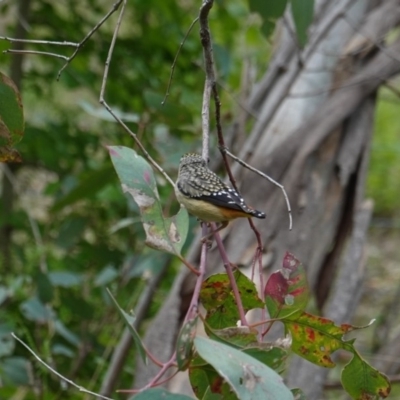 Pardalotus punctatus (Spotted Pardalote) at Deakin, ACT - 16 Oct 2019 by JackyF