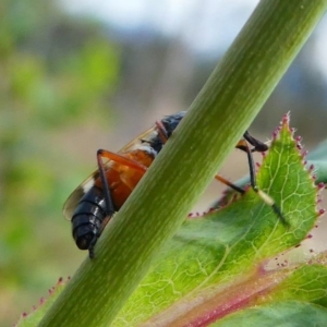 Therevidae (family) at Duffy, ACT - 13 Oct 2019 12:45 PM