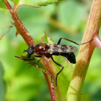 Therevidae (family) (Unidentified stiletto fly) at Duffy, ACT - 13 Oct 2019 by HarveyPerkins