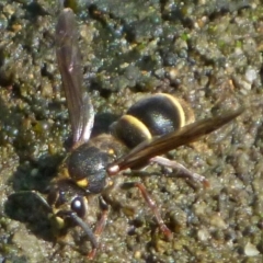 Eumeninae (subfamily) (Unidentified Potter wasp) at Aranda, ACT - 17 Jan 2014 by JanetRussell