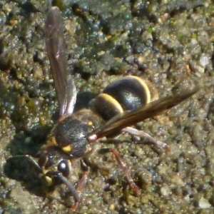 Eumeninae (subfamily) at Aranda, ACT - 18 Jan 2014