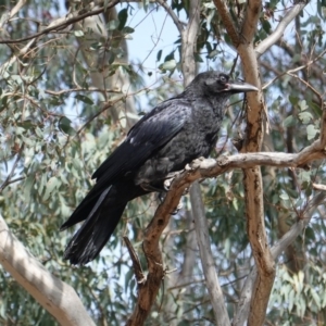 Corvus coronoides at Deakin, ACT - 15 Oct 2019