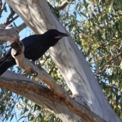 Corvus coronoides at Deakin, ACT - 15 Oct 2019 04:46 PM