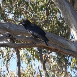 Corvus coronoides at Deakin, ACT - 15 Oct 2019 04:46 PM