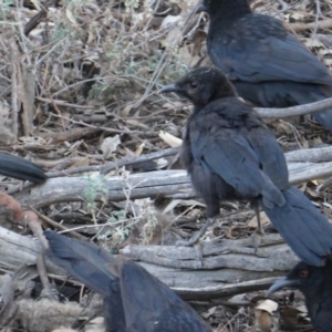 Corcorax melanorhamphos at Hughes, ACT - 14 Oct 2019 05:14 PM