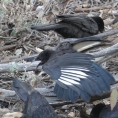 Corcorax melanorhamphos at Hughes, ACT - 14 Oct 2019