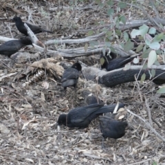 Corcorax melanorhamphos at Hughes, ACT - 14 Oct 2019 05:14 PM