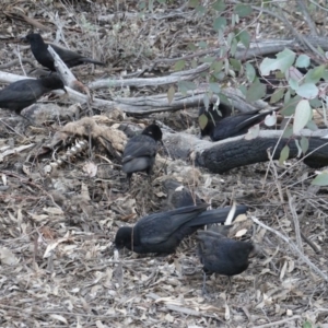 Corcorax melanorhamphos at Hughes, ACT - 14 Oct 2019 05:14 PM