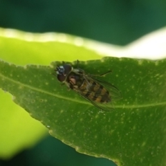 Simosyrphus grandicornis at Hughes, ACT - 18 Oct 2019