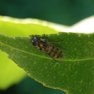 Simosyrphus grandicornis at Hughes, ACT - 18 Oct 2019