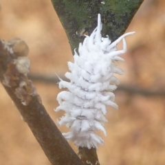 Cryptolaemus montrouzieri (Mealybug ladybird) at Aranda, ACT - 3 Jan 2012 by JanetRussell