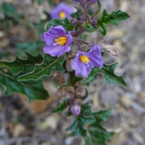 Solanum cinereum at Deakin, ACT - 12 Oct 2019 04:47 PM