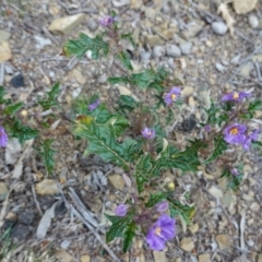 Solanum cinereum at Deakin, ACT - 12 Oct 2019 04:47 PM