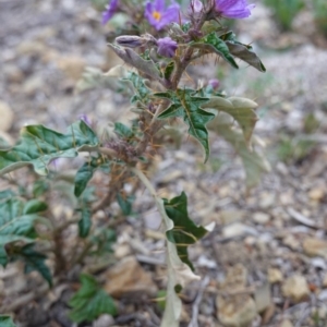 Solanum cinereum at Deakin, ACT - 12 Oct 2019 04:47 PM